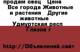  продам овец › Цена ­ 100 - Все города Животные и растения » Другие животные   . Удмуртская респ.,Глазов г.